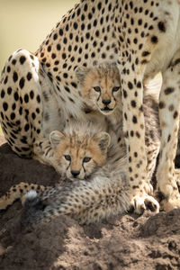 Cheetah with cubs sitting on rock