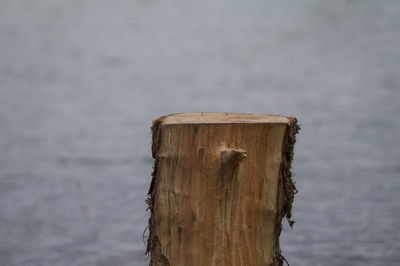 Close-up of tree stump against blurred water