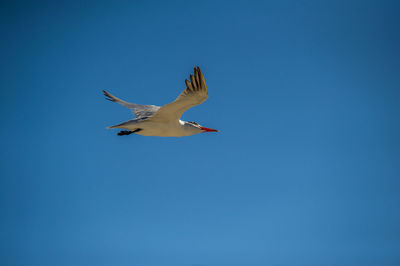 Low angle view of seagull flying in sky