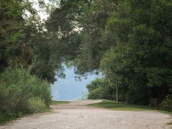 Road amidst trees in forest