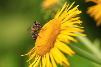 Close-up of insect on yellow flower