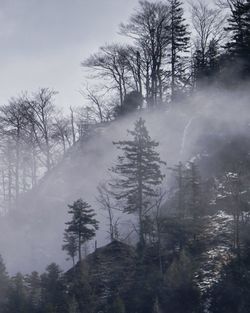 Trees in forest during winter