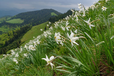 Close-up of white flowering plants on land