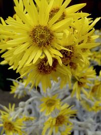 Macro shot of yellow flower