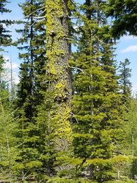 Low angle view of trees