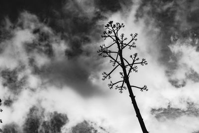 Low angle view of silhouette tree against sky