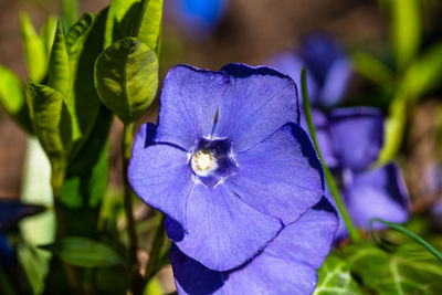 Close-up of purple flower on plant