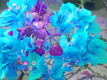 Close-up of blue flowers blooming outdoors