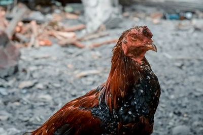 Close-up of a bird