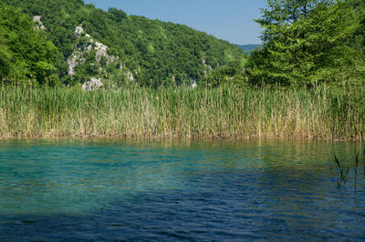 Scenic view of lake and trees against sky