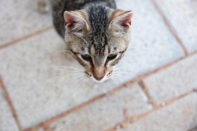 High angle portrait of tabby cat
