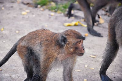 Macaque long tailed monkey close-up phuket town river genus macaca cercopithecinae thailand asia