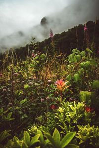 Close-up of plants growing on field against sky