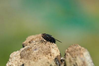 Fly insect eye and body parts details,wild spring animal wildlife nature closeup