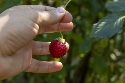 Midsection of person holding strawberry