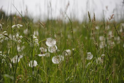 Close-up of white flowering plants on field