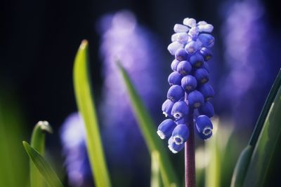 Close-up of purple flowering plant