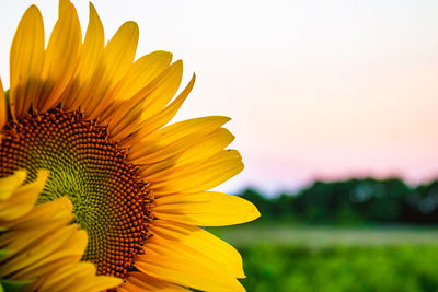 Close-up of yellow sunflower against sky