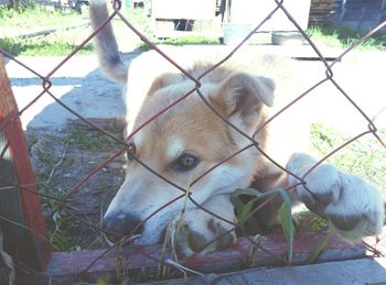 Close-up of dog on grass