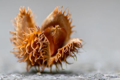 Close-up of dried plant