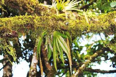 Low angle view of moss growing on tree