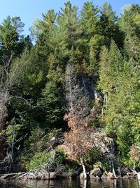 Trees growing in forest against sky