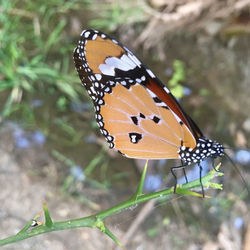 Butterfly on leaf