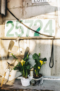 Close-up of potted plant on wall