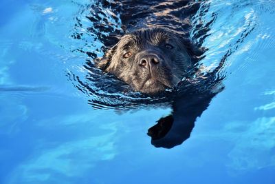 High angle view of dog swimming in pool