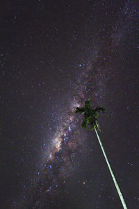 Low angle view of tree against sky at night