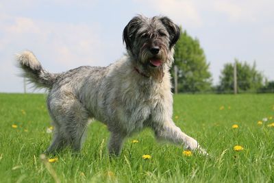 Dog standing in field