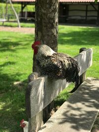 View of a bird on tree trunk