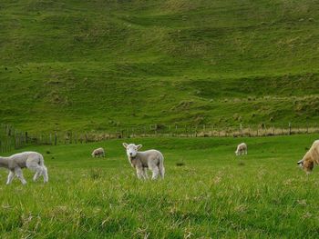 Sheep grazing in a field