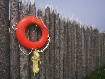 A burst of colour on an otherwise grey spectrum of a day.