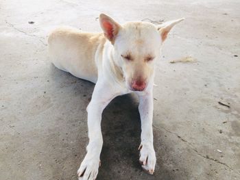 High angle portrait of dog relaxing on floor