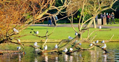 Flock of birds in water