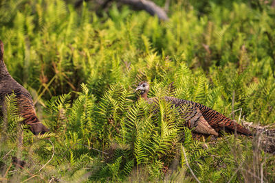 Wild osceola wild turkey meleagris gallopavo osceola in the woods of myakka state park in sarasota