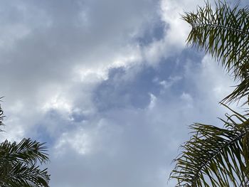 Low angle view of palm trees against sky