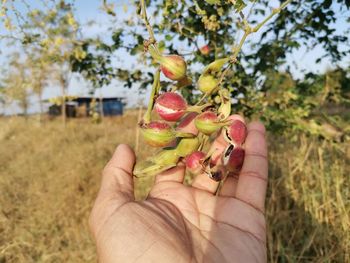 Close-up of hand holding fruit