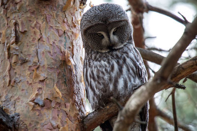 Low angle view of bird on tree trunk