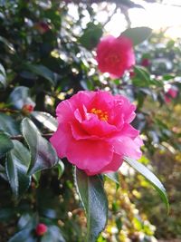 Close-up of pink flower blooming on tree