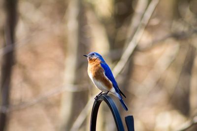 Eastern bluebird perching on metallic gate