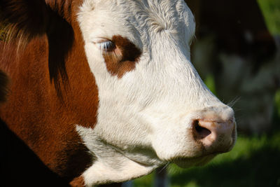 Portrait of a cow with brown spots around the eyes