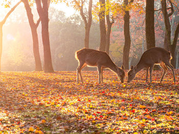 Deer in a forest