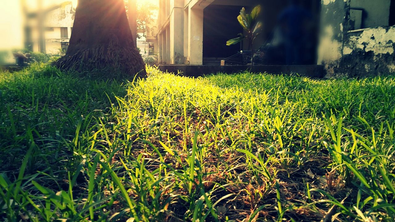 grass, growth, flower, field, plant, building exterior, green color, freshness, lawn, built structure, sunlight, grassy, nature, yellow, architecture, beauty in nature, house, day, outdoors, fragility