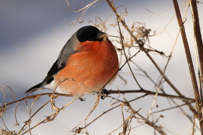 Close-up of a bird perching on branch