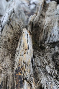 Close-up of tree trunk