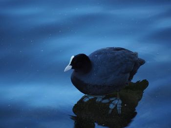 Close-up of duck swimming in lake