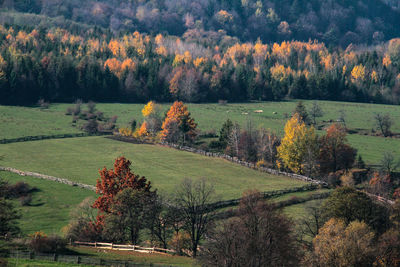 Trees on field in forest during autumn