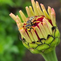Close-up of insect pollinating on flower